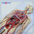 PNT-0438 Blood circulation model medical school teaching model